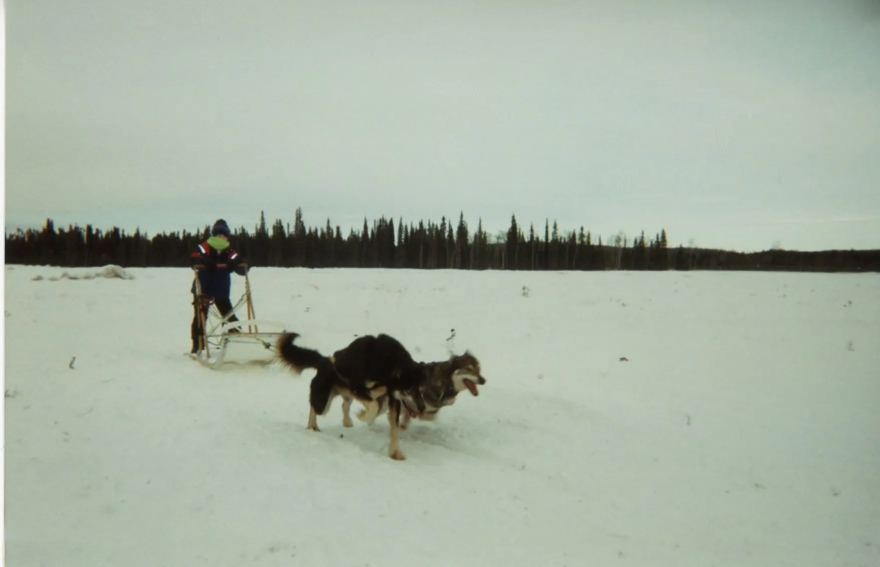 A dog sled team moving across a snowy Alaskan landscape.