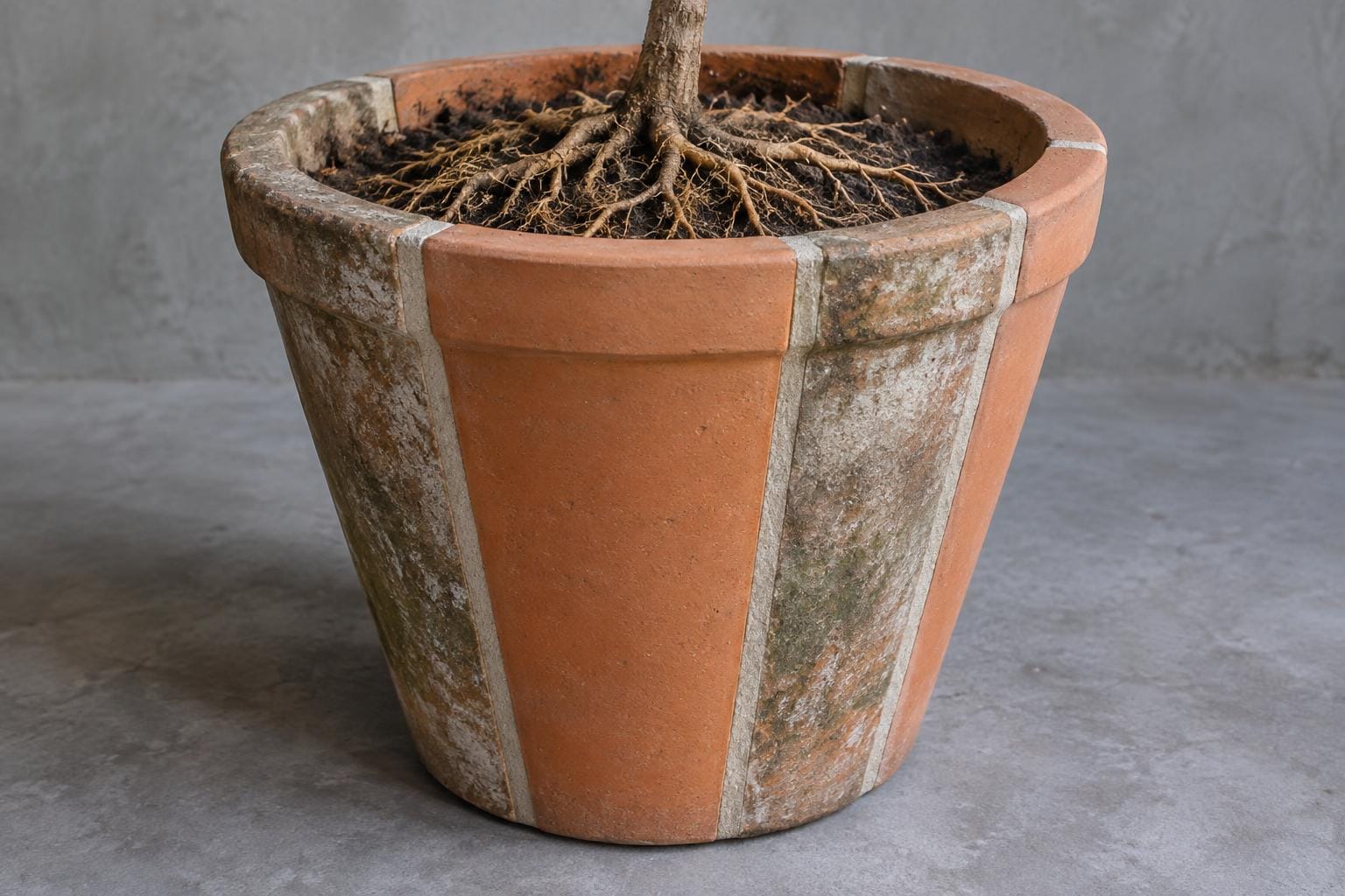 A root-filled terracotta flowerpot enlarged with broad, fresh ceramic wedges fitted between weathered sections of its walls.